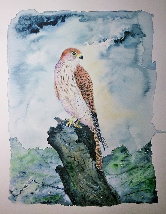 Kestrel, (c) Duncan Friend