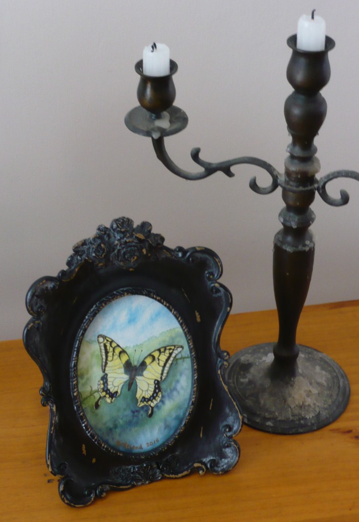 Swallowtail butterfly © duncan friend