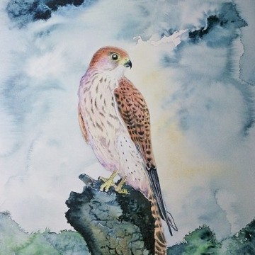 Kestrel at rest (cropped) (c) 2015 Duncan Friend