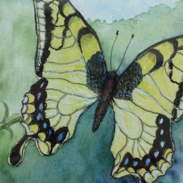 Swallowtail butterfly © duncan friend